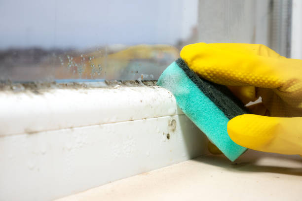 Best Commercial Mold Removal  in Smiths Station, AL