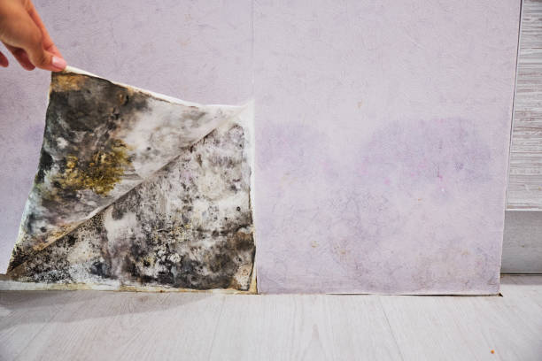 Best Commercial Mold Removal  in Smiths Station, AL